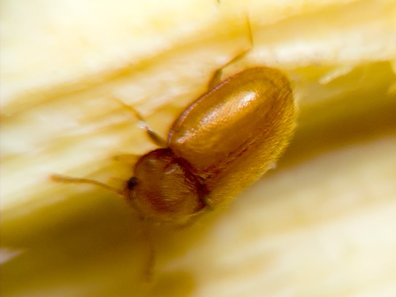 Symbiotes gibberosus (Lucas, 1849)